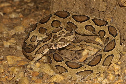 Image of Russell's viper