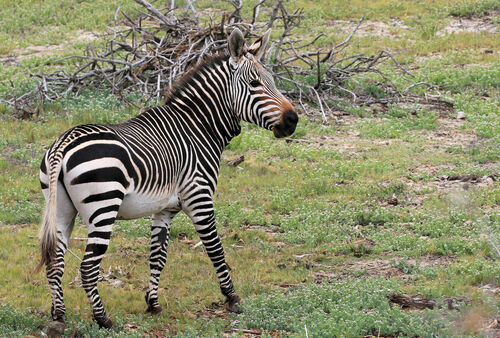 Image of Zebra