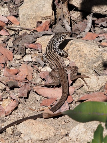 Image of Western Whiptail