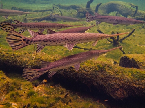 Image of Longnose Gar