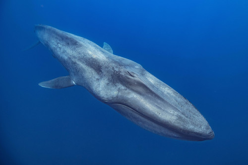 Image of Blue Whale