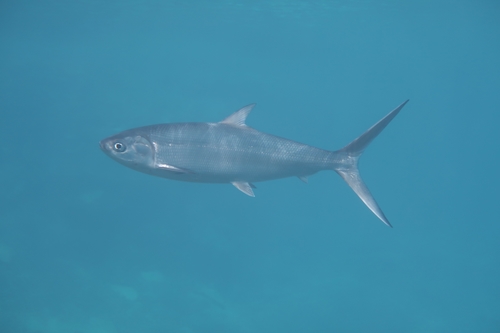 Image of Milkfish