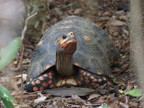 Image of Red-footed Tortoise