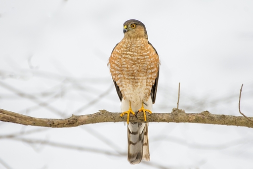 Image of Sharp-shinned Hawk