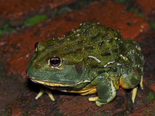 Image of African Bullfrog