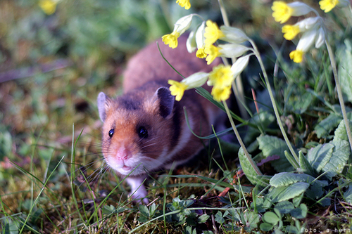 Image of Syrian Hamster