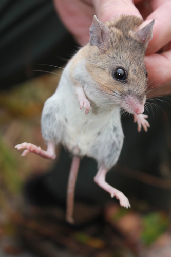 Image of Florida Deermouse