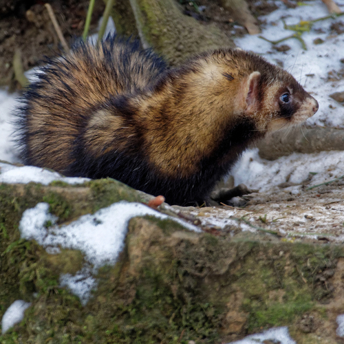 Image of Domestic Ferret