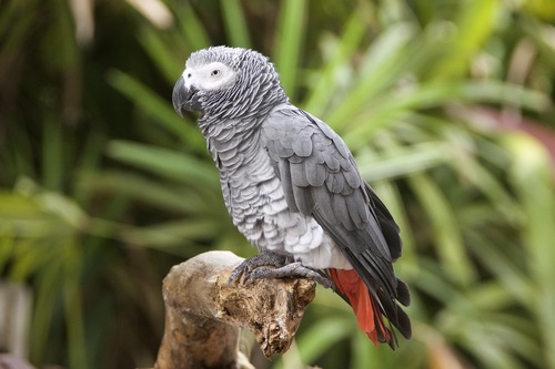 Image of African Grey Parrot