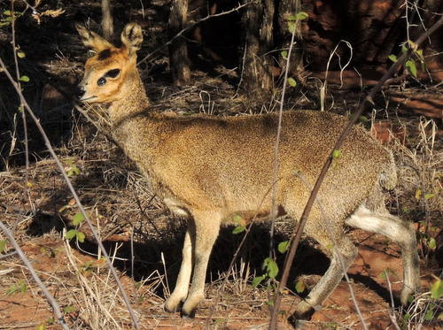 Image of Klipspringer