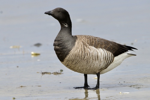 Image of Brant