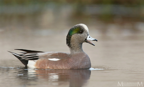 Image of American Wigeon