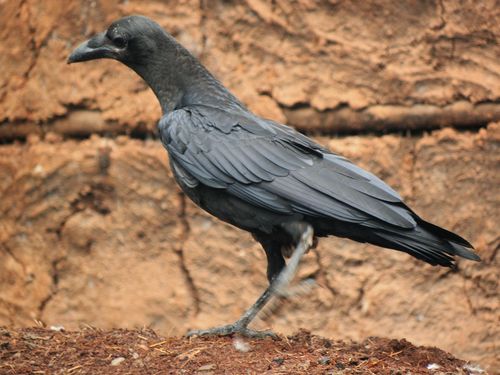 Image of Fan-tailed Raven