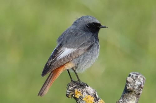 Image of Black Redstart