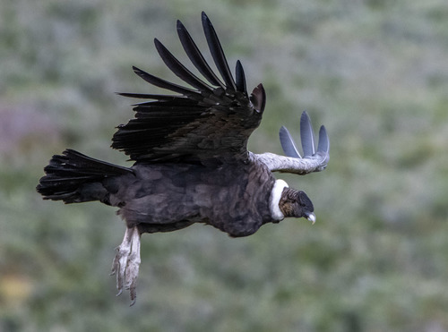 Image of Andean Condor