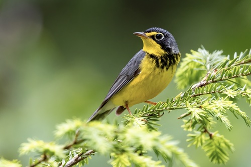 Image of Canada Warbler