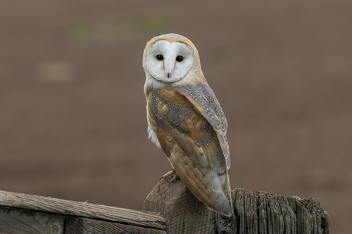 Image of Barn Owl