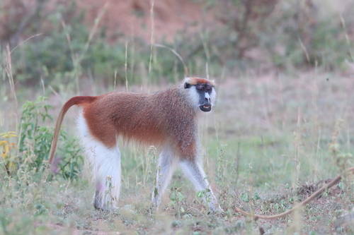 Image of Patas Monkey