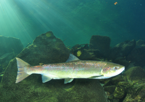 Image of Atlantic Salmon