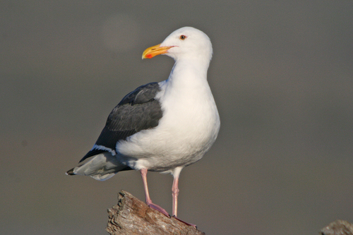 Image of Western Gull