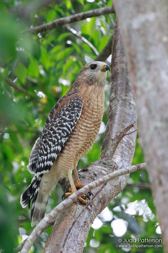 Image of Red-shouldered Hawk