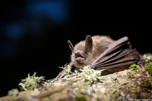 Image of Little Brown Bat