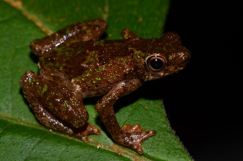 Image of African Tree Toad