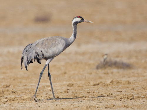 Image of Common Crane