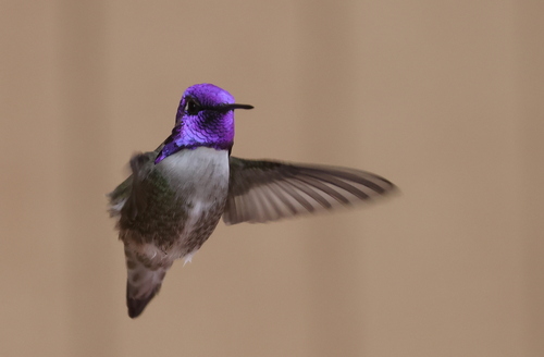 Image of Costa's Hummingbird