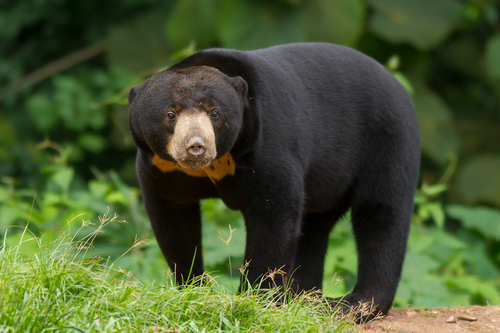 Image of Sun Bear