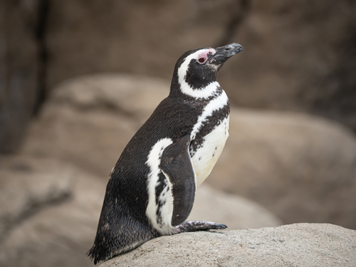 Image of Magellanic Penguin