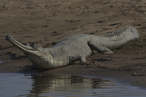 Image of Gharial