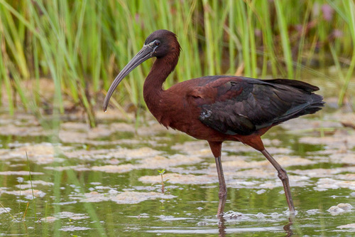 Image of Glossy Ibis