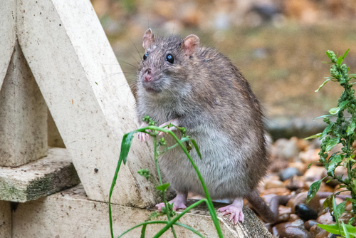 Image of Brown Rat