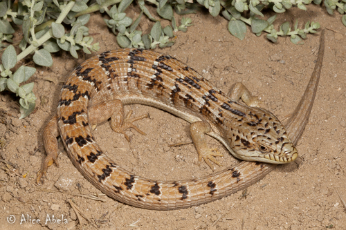 Image of Southern Alligator Lizard