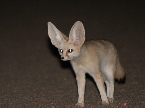 Image of Fennec Fox