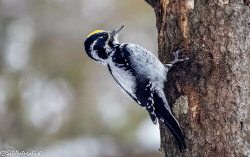 Image of Eurasian Three-toed Woodpecker
