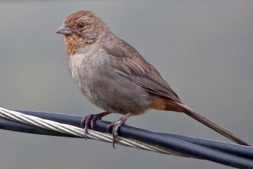 Image of California Towhee