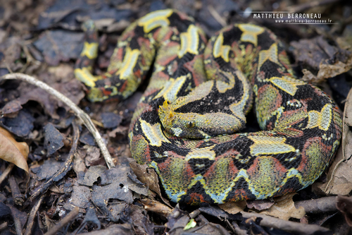 Image of Rhinoceros Viper