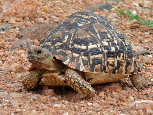 Image of Leopard Tortoise