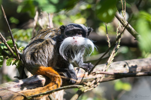 Image of Emperor Tamarin