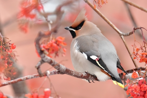 Image of Bohemian Waxwing