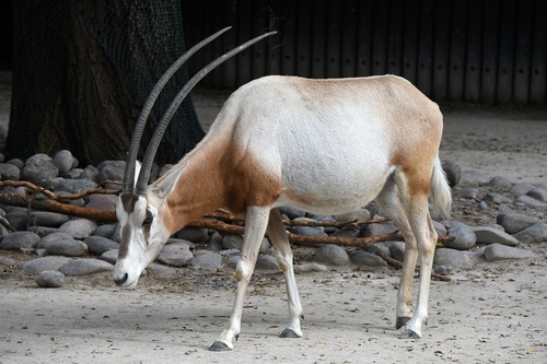 Image of Scimitar-horned oryx