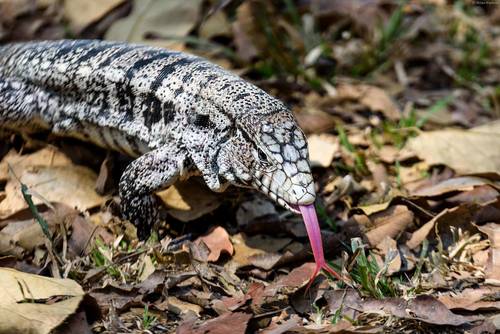 Image of Argentine black and white tegu