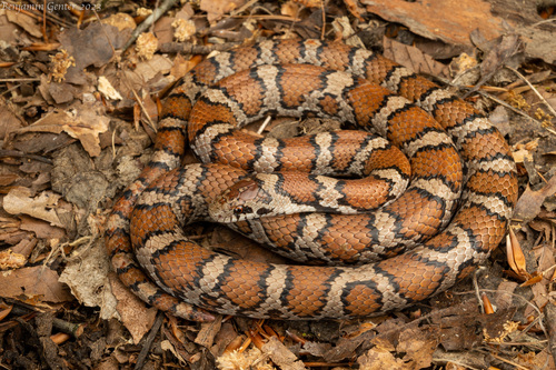 Image of Milk Snake