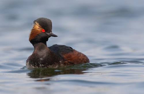 Image of Black-necked Grebe