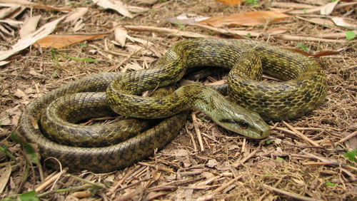 Image of Japanese Rat Snake