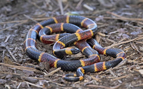 Image of Eastern Coral Snake