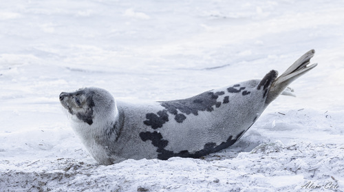 Image of Harp Seal