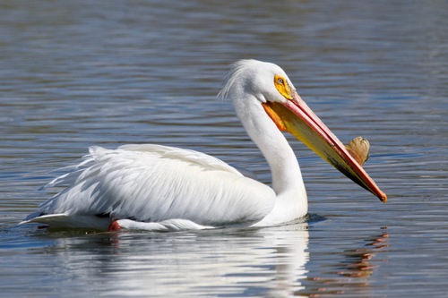 Image of American White Pelican